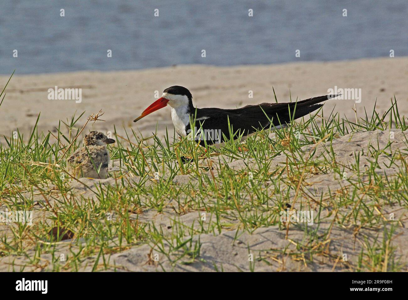 Black Skimmer, rynchops niger, Adult and Chick, Chobe River, Okavango Delta in Botswana Foto Stock