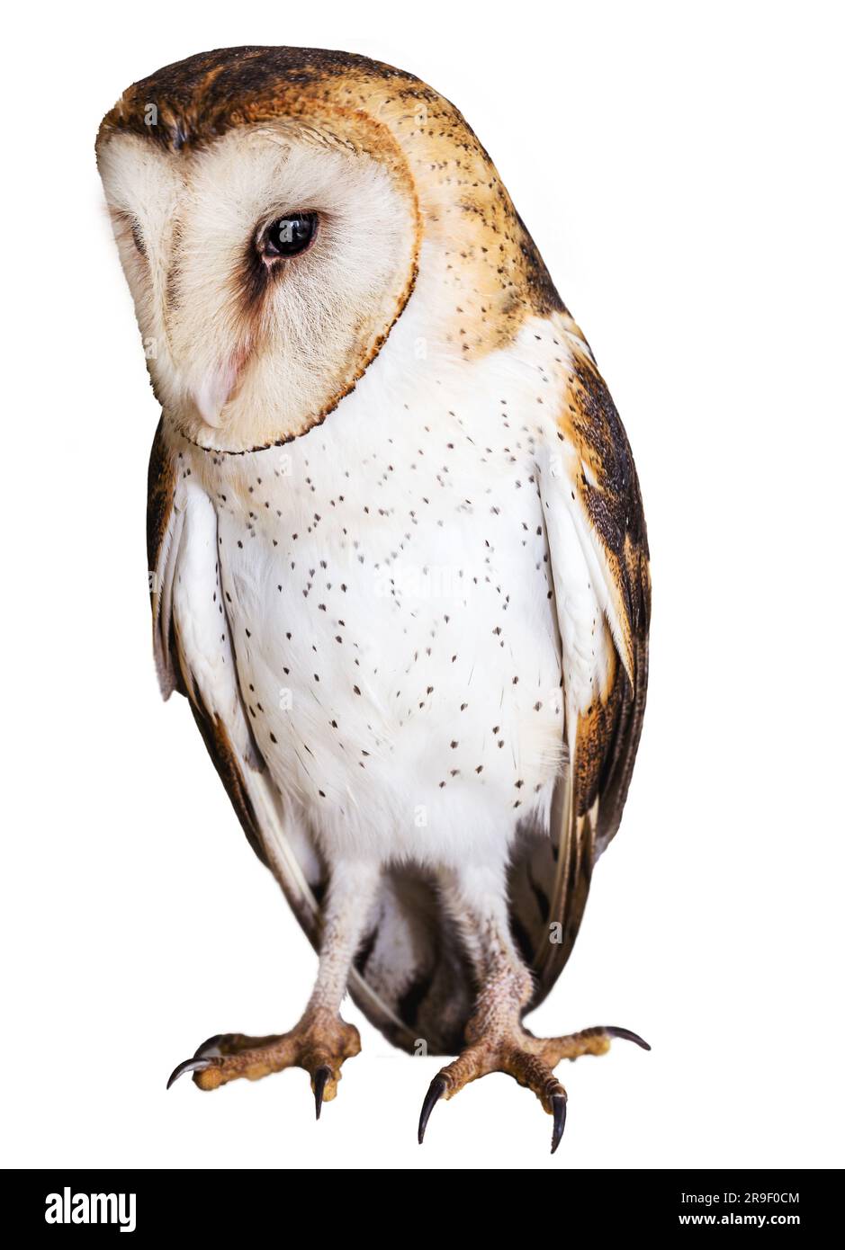 gufo, foto del gufo ad alta risoluzione, sfondo bianco isolato. Barn Owl (Tyto furcata o tyto alba), noto anche come Barn Owl, Gufo cattolico, e morti Foto Stock