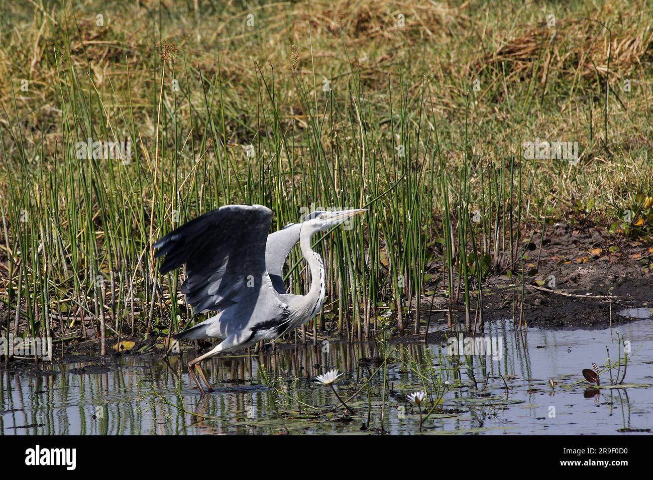 Airone grigio, ardea cinerea, Adulti in volo, decollo dal fiume Khwai, dalla riserva Moremi, dal delta dell'Okavango in Botswana Foto Stock