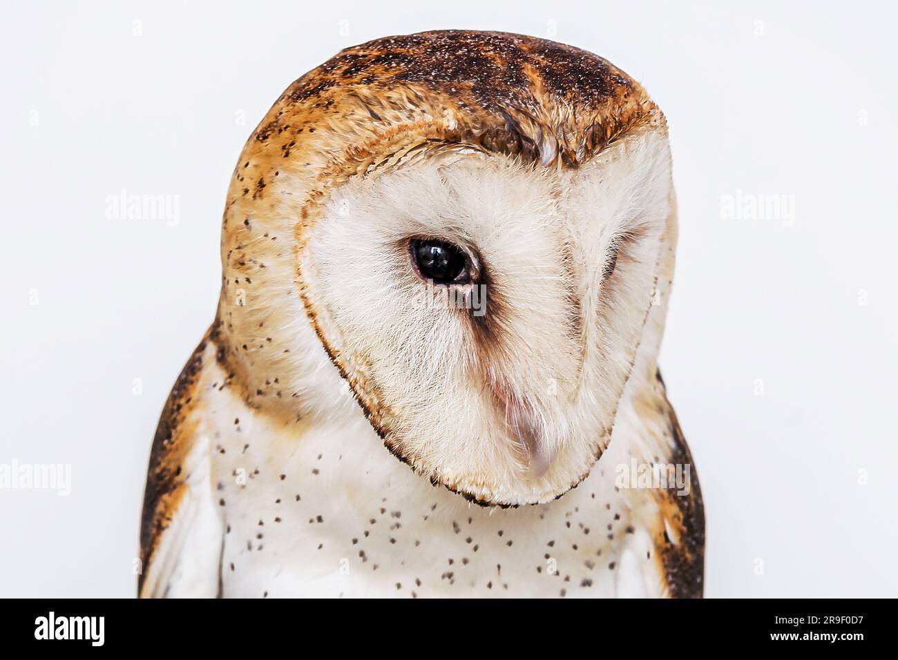 gufo, foto del gufo ad alta risoluzione. Gufo fienile (Tyto furcata o tyto alba), noto anche come gufo fienile, Gufo cattolico e Deathshroud, questa specie appartiene Foto Stock