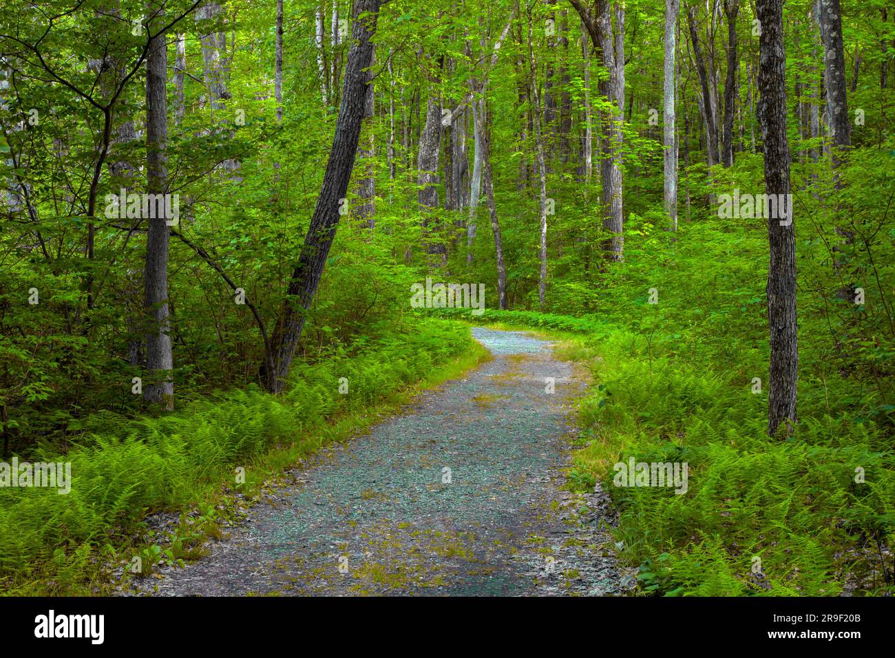 Una strada rustica attraverso una foresta estiva nelle Pocono Mountains in Pennsylvania. Foto Stock