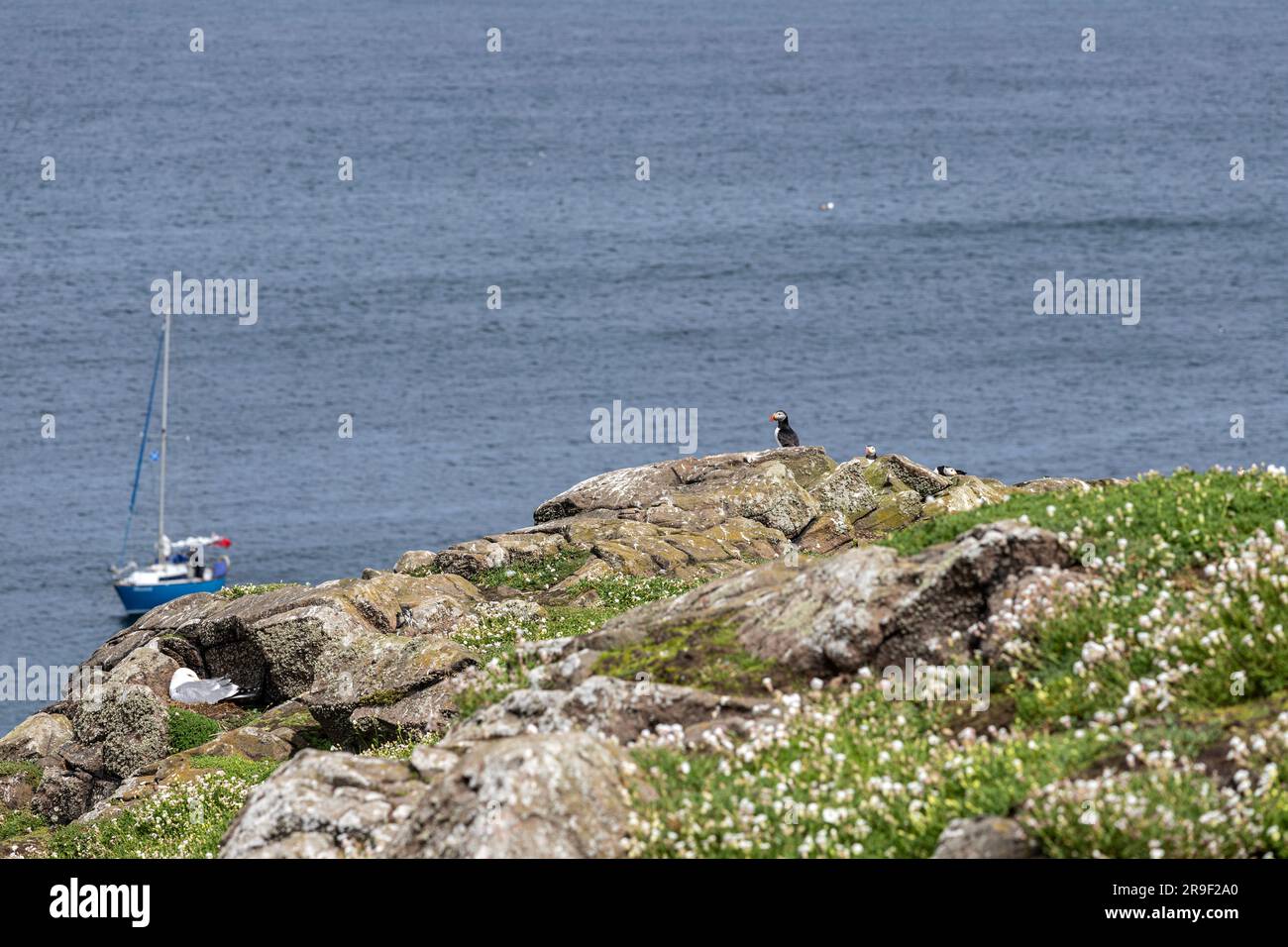 Puffin Atlantico (F. arctica), Isola di maggio, Firth of Forth, Scozia, Regno Unito Foto Stock