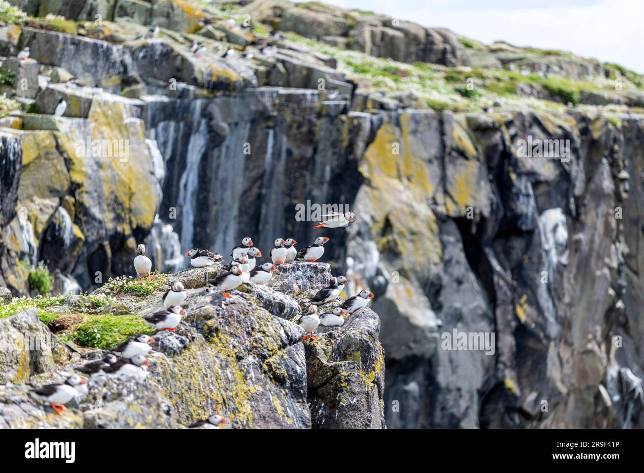 Puffin Atlantico (F. arctica), Isola di maggio, Firth of Forth, Scozia, Regno Unito Foto Stock