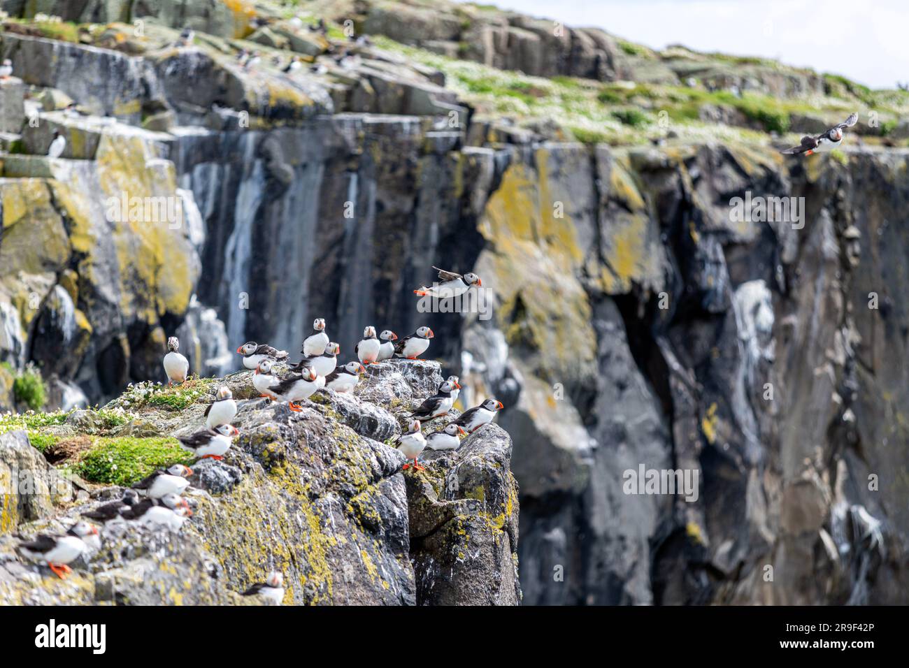 Puffin Atlantico (F. arctica), Isola di maggio, Firth of Forth, Scozia, Regno Unito Foto Stock