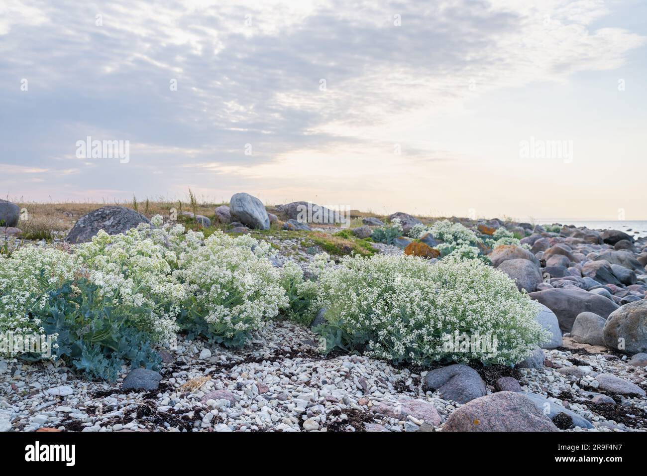 Spiaggia di pietra con piante di cavolo marino in fiore (Crambe maritima) che crescono in riva al mare. Foto Stock