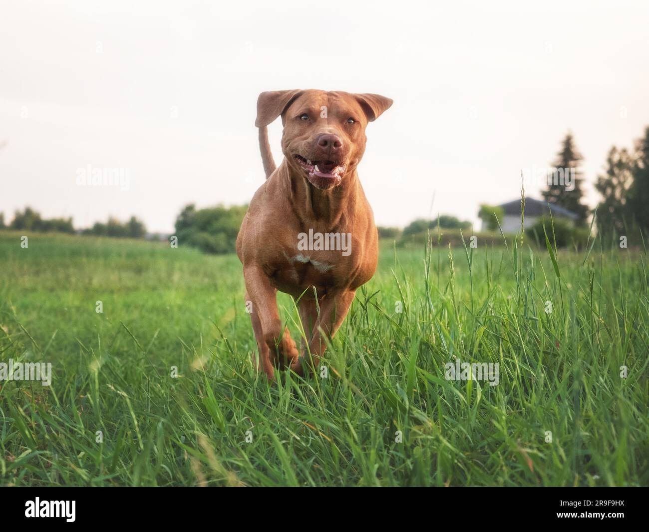 Un simpatico cane corre attraverso il prato in erba verde sullo sfondo degli alberi. Primo piano, all'aperto. Luce diurna. Concetto di cura, istruzione, obbedienza tr Foto Stock
