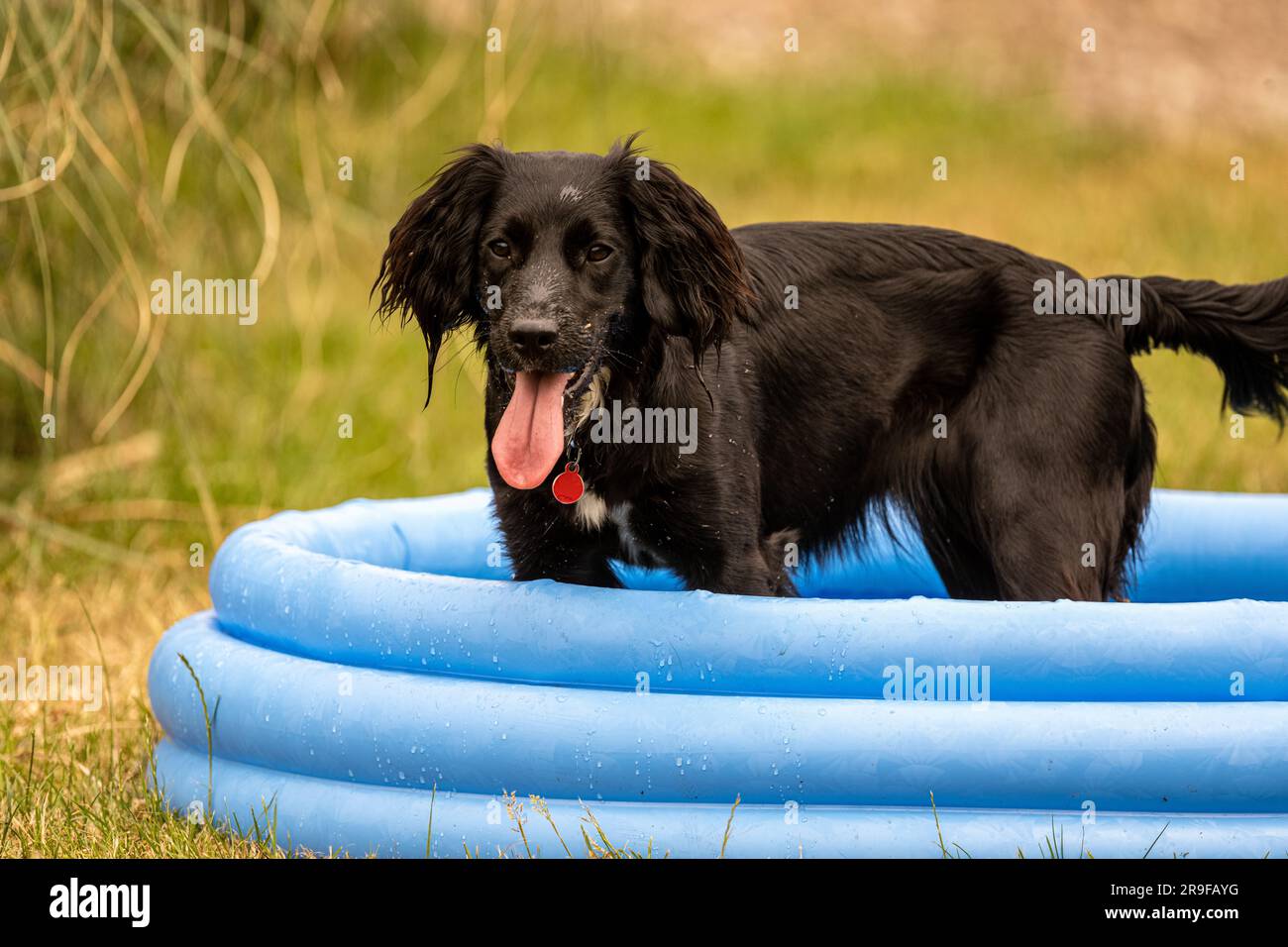 Un giovane spaniel nero (un ibrido ibrido ibrido cocker/springer) di nome Lyra si raffredda nella piscina di un bambino. Tickhill, South Yorkshire, Regno Unito Foto Stock