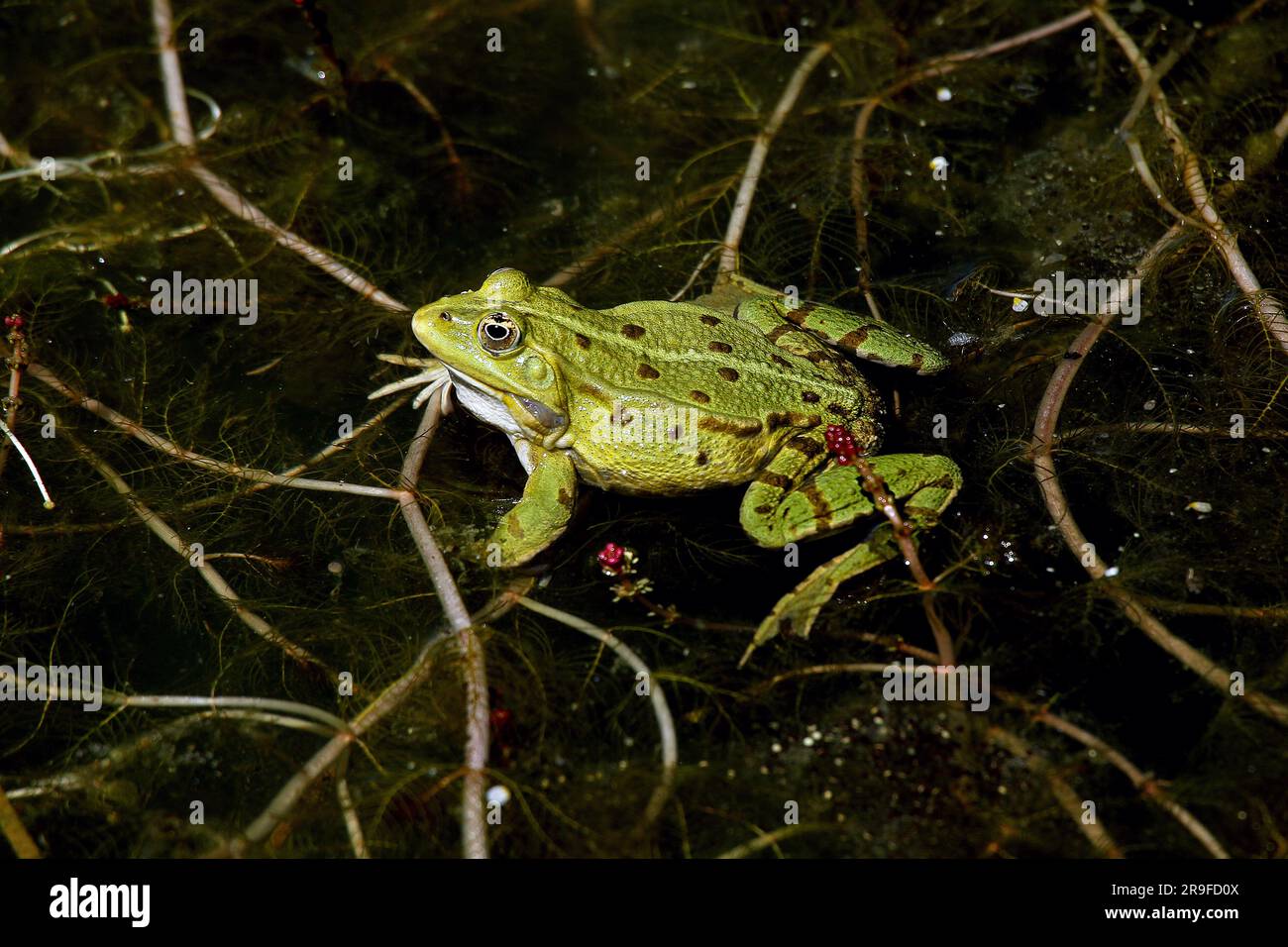 Rana commestibile, rana esculenta, maschio, Stagno in Normandia Foto Stock