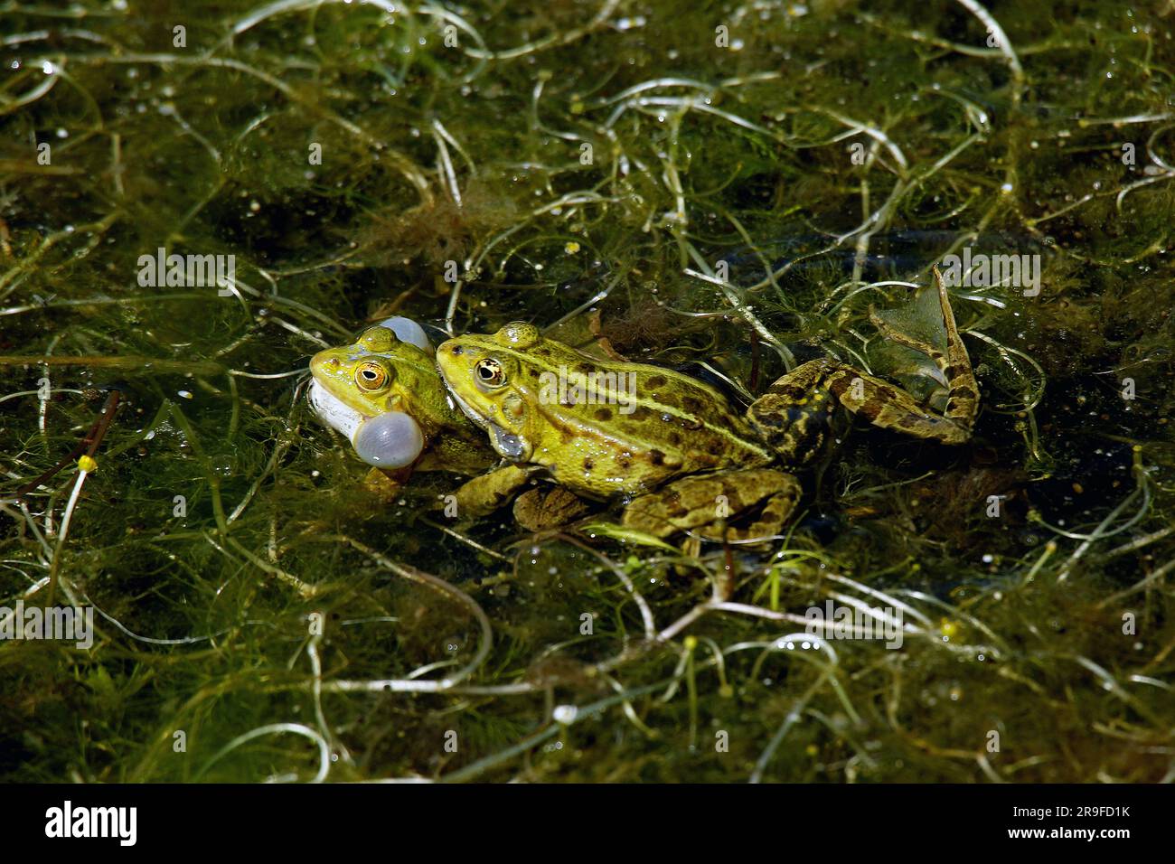 Rana commestibile, rana esculenta, maschi che chiamano con sacche vocali gonfiate, Pond in Normandia Foto Stock