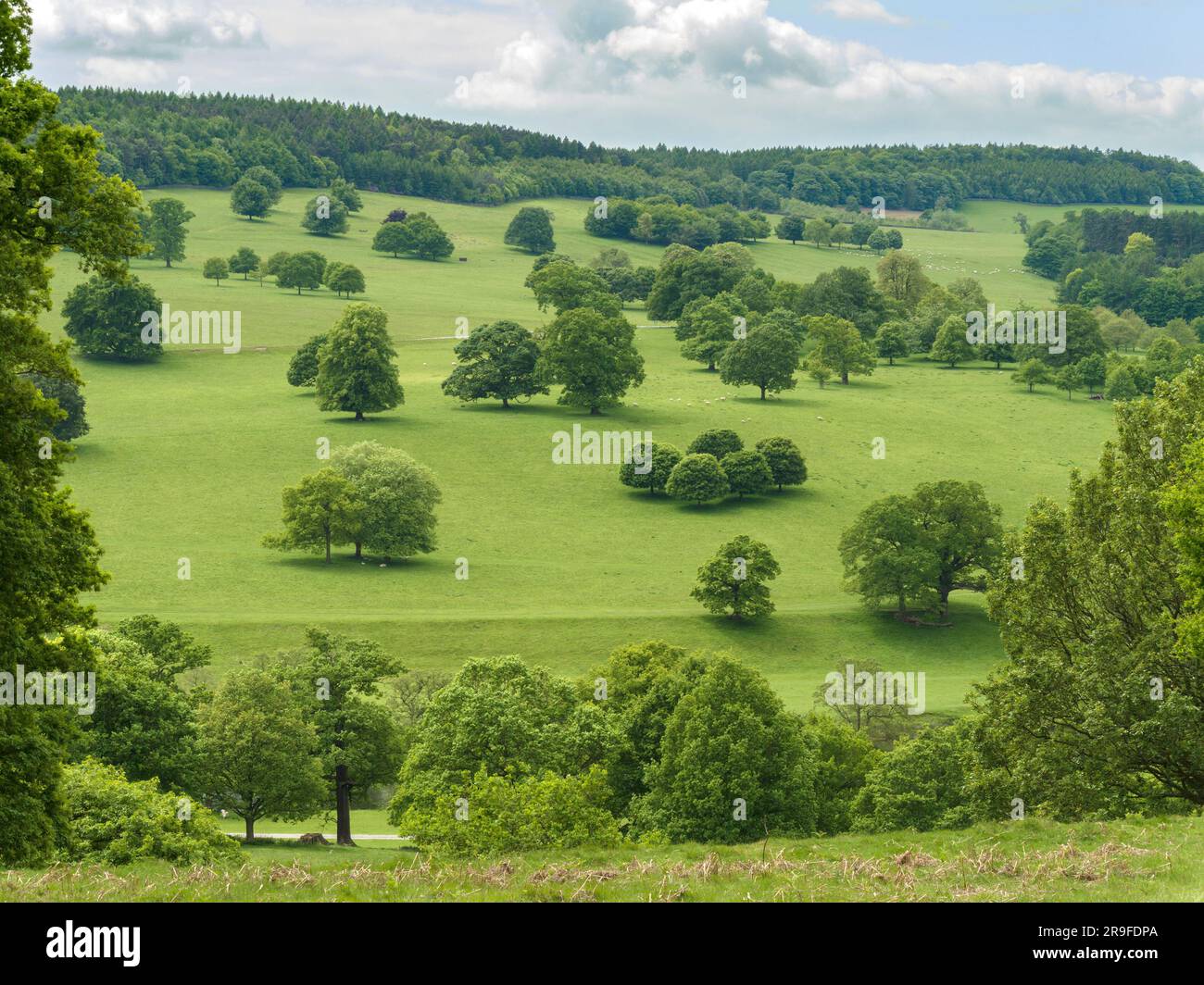Capability Brown, alberi paesaggistici e campi verdi di Chatsworth Park, Derbyshire, Regno Unito. Foto Stock Capability Brown, alberi paesaggistici e campi verdi di Chatsworth Park, Derbyshire, Regno Unito. Foto Stock