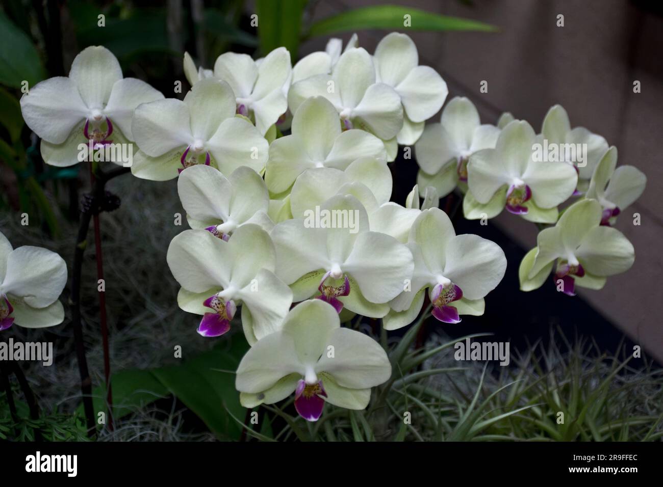 Foto di primo piano di bellissimi fiori di orchidee bianche color crema ornamentale con alcuni petali di colore viola Foto Stock