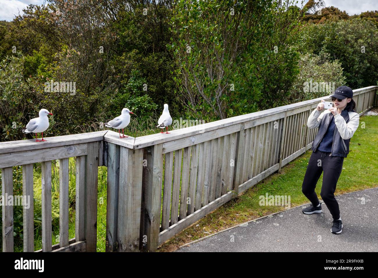 Un turista che fotografa gabbiani, gabbiani, uccelli, al Knights Point Lookout, South Island, New Zealand West Coast. Foto: Rob Watkins Foto Stock