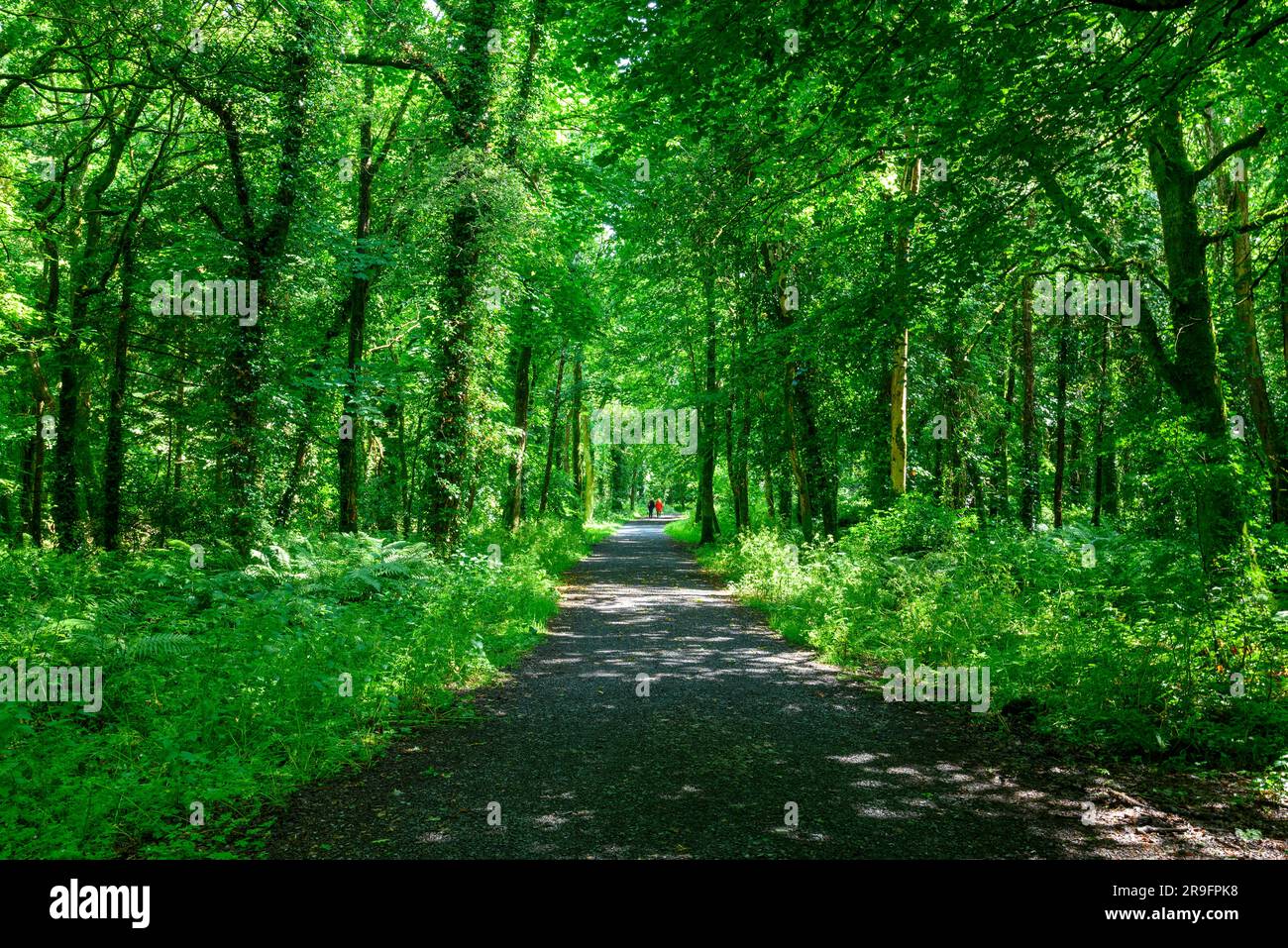 Bagni nella foresta. Persone in lontananza che camminano attraverso verdi alberi boschivi. Foto Stock