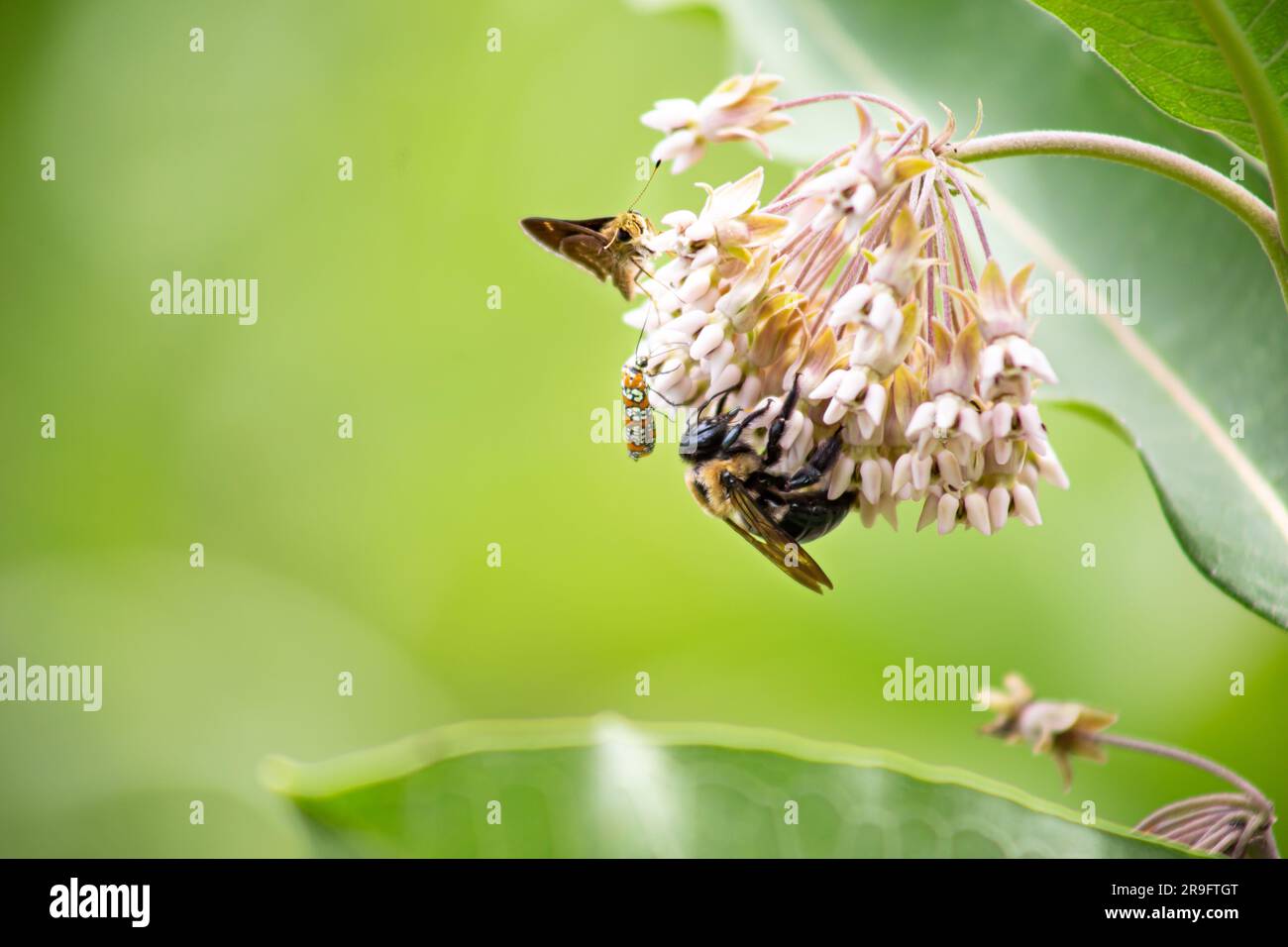 Impollinatori farfalla (Hylephila phyleus), falena del verme di Ailanthus (Atteva aurea) e ape da falegname orientale (Xylocopa virginiana) su erba da latte comune Foto Stock