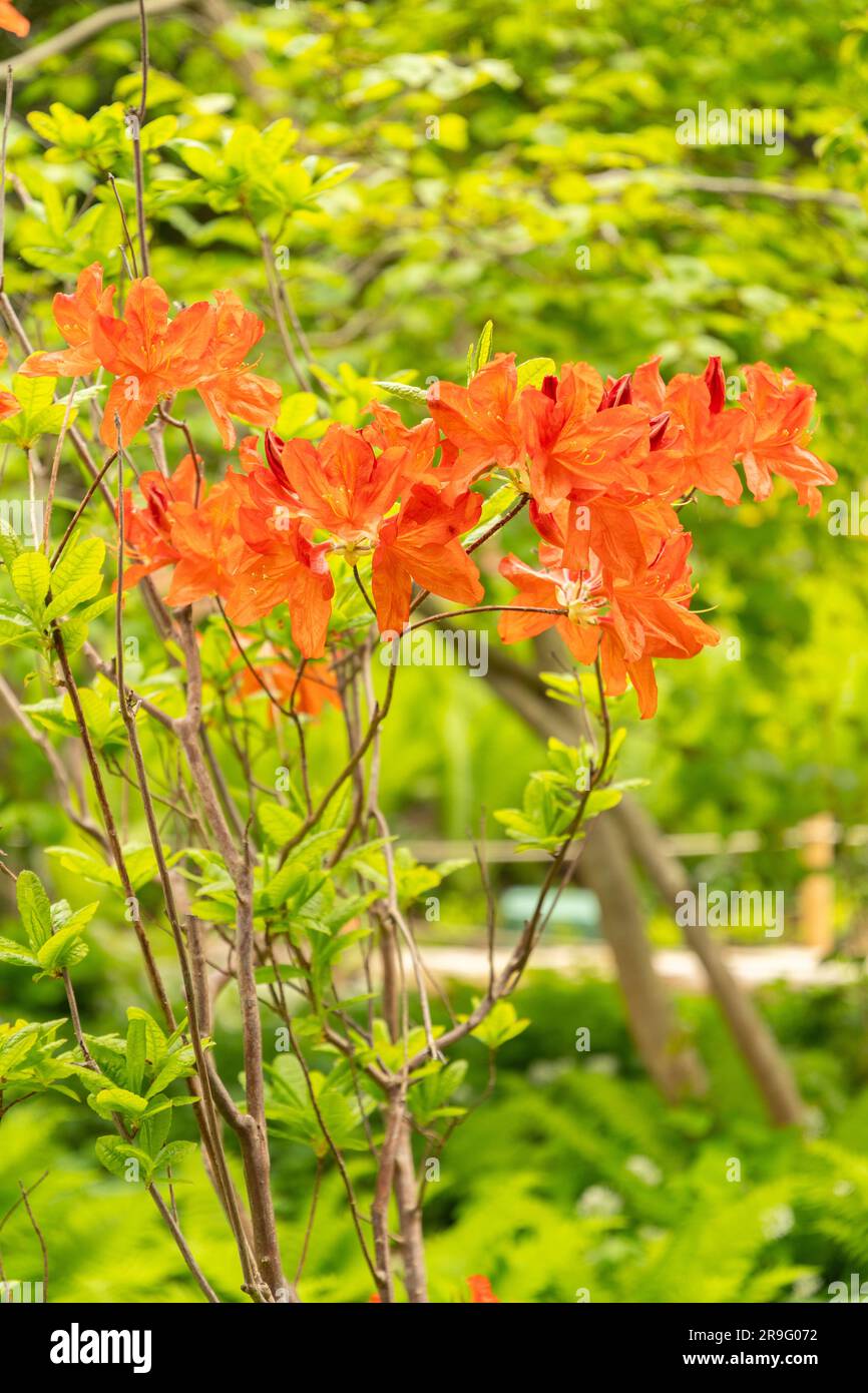 Zurigo, Svizzera, 9 maggio 2023 bellissime piante rosse stanno crescendo in un giardino pubblico Foto Stock