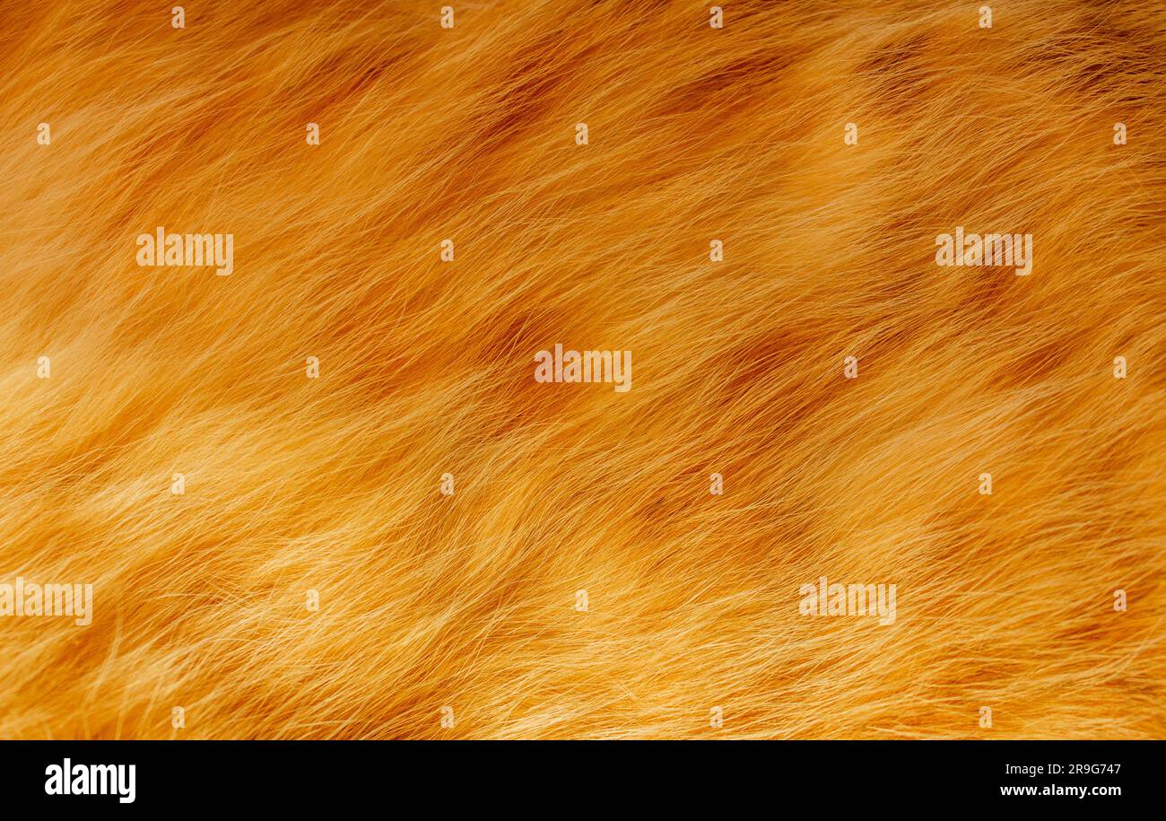 Grazioso sfondo con trama ginger. Primo piano della soffice pelliccia di gatto di zenzero tabby. Foto Stock