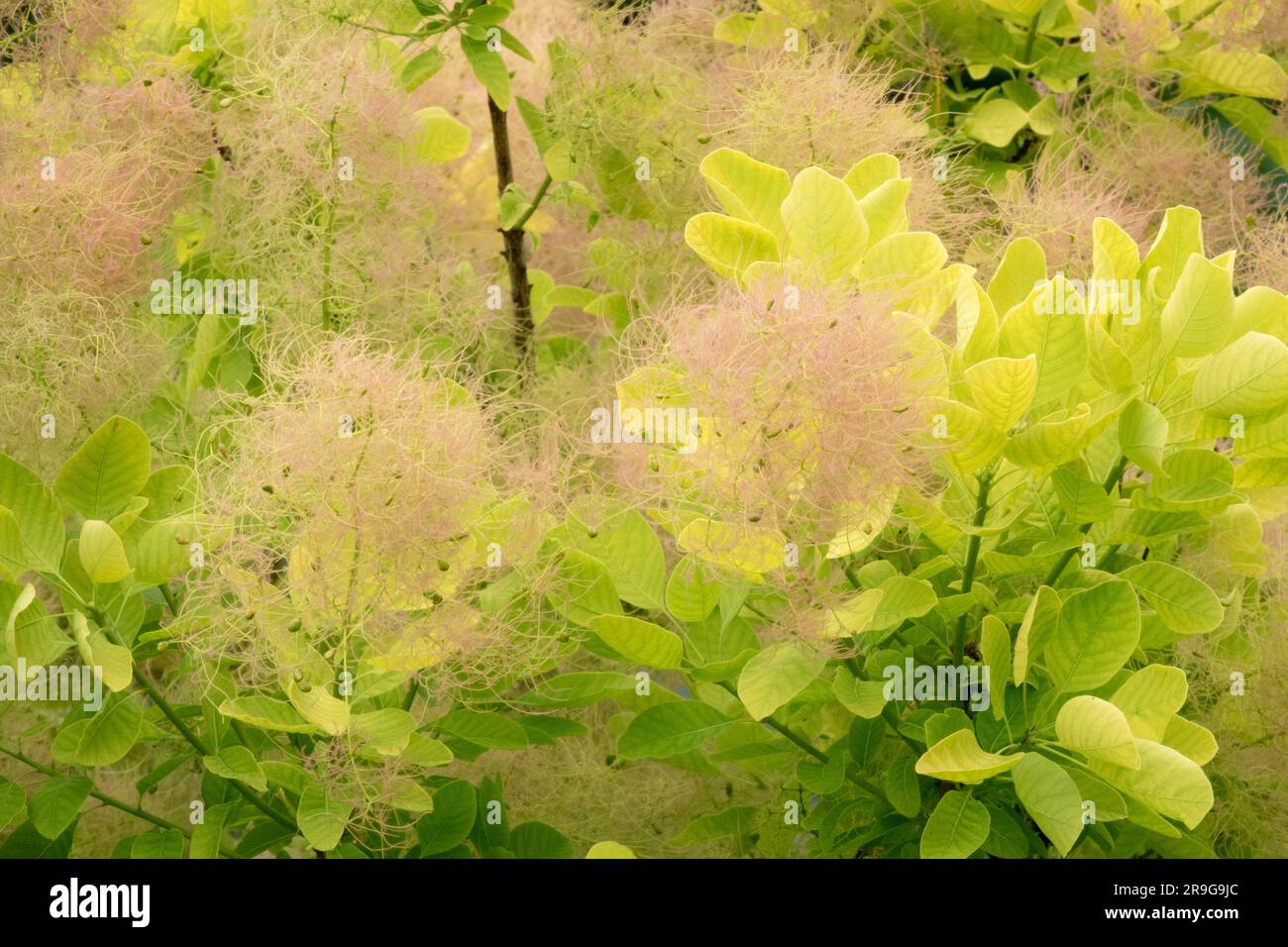 Cotinus coggygria "Spirito d'oro", fioritura, arbusti Foto Stock