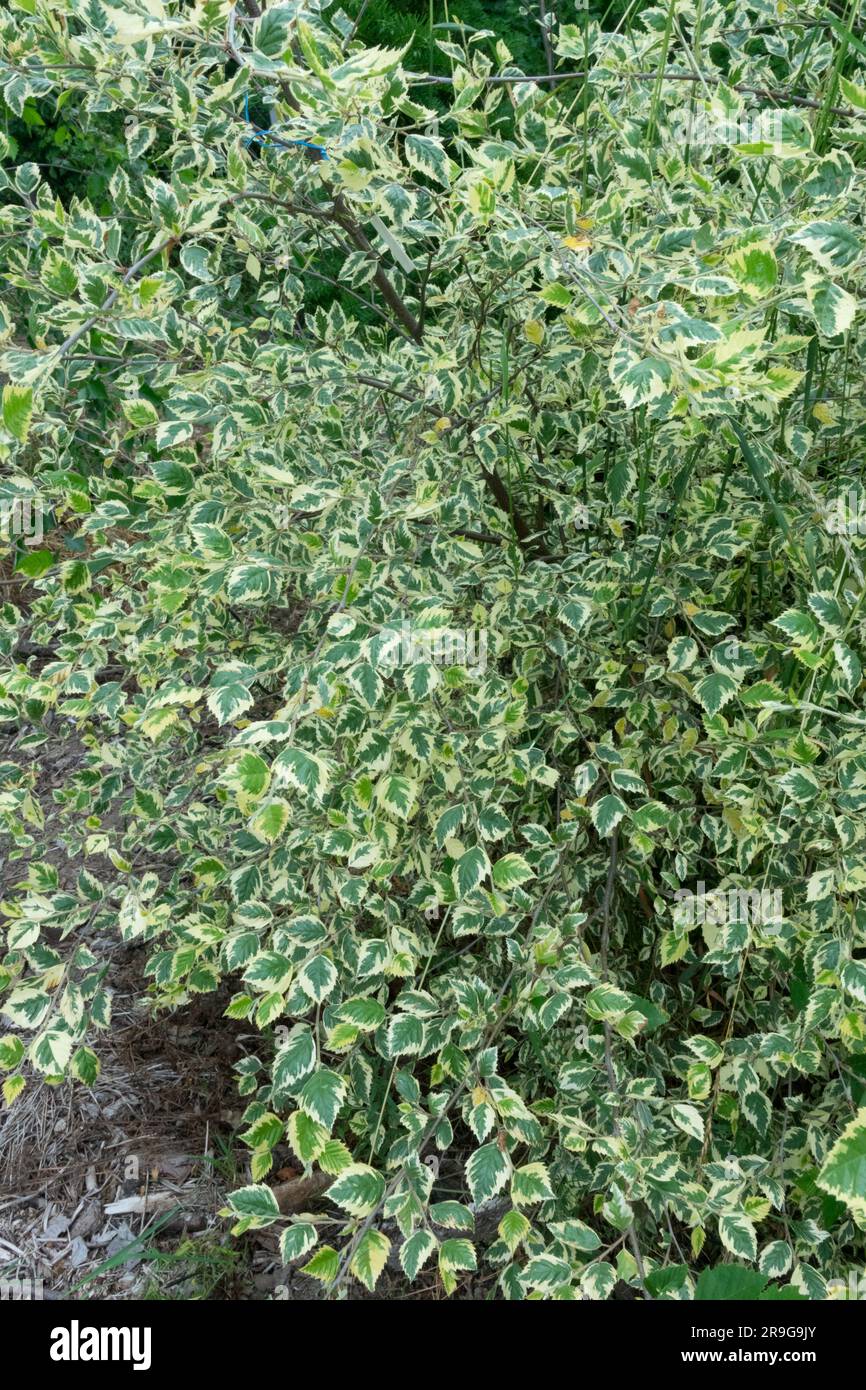 Betulla di fiume, Betula nigra "variegata", arbusto, giardino, fogliame Foto Stock
