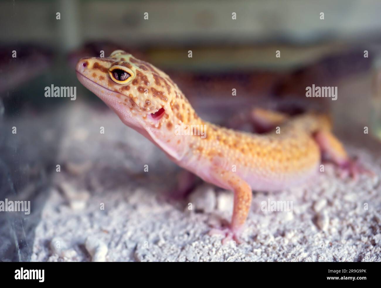 Primo piano di un piccolo geco giallo (Gekko gecko) Foto Stock