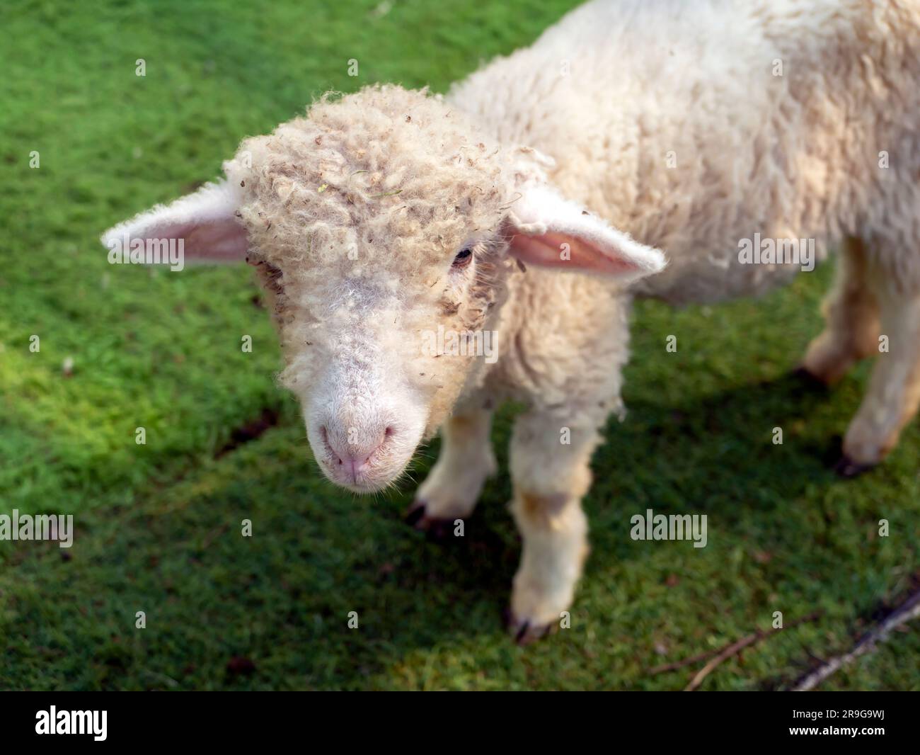 Primo piano delle giovani pecore della fattoria Foto Stock