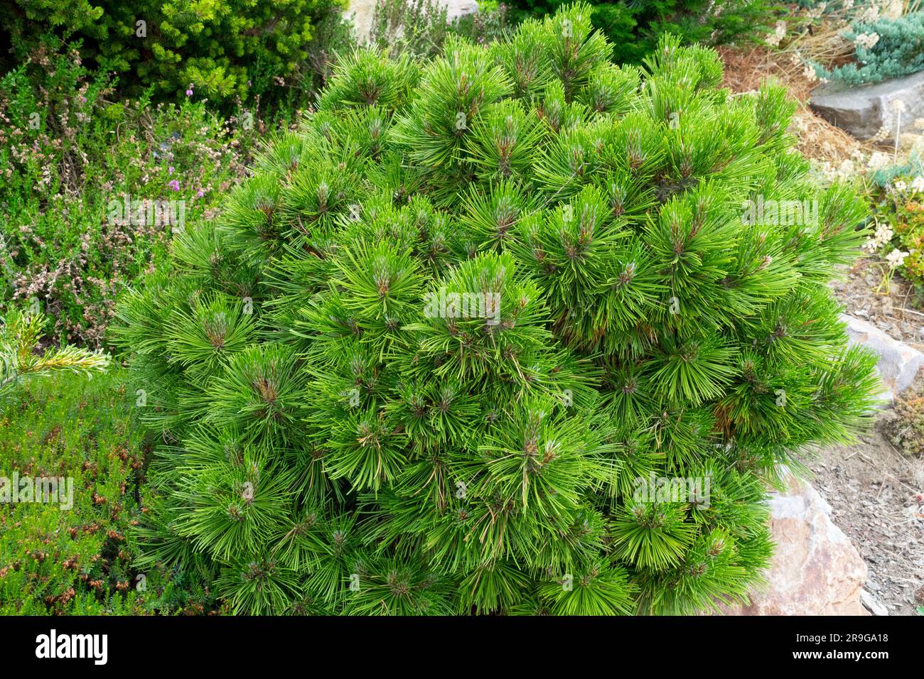 Pino bosniaco, Pinus heldreichii "Smidtii" in giardino Foto Stock