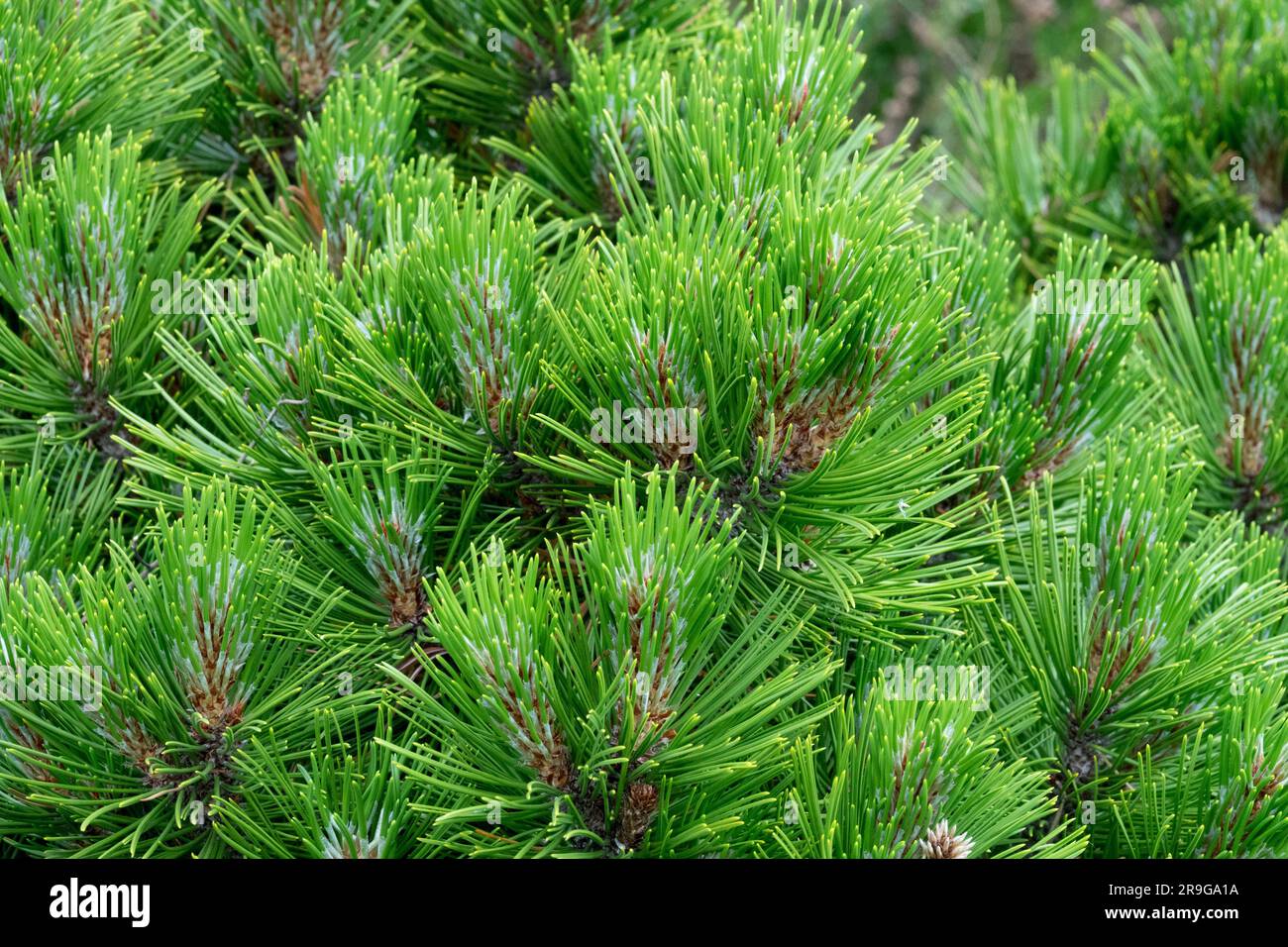 Primo piano degli aghi di Pinus heldreichii "Smidtii”, pino bosniaco, Pinus heldreichii Foto Stock