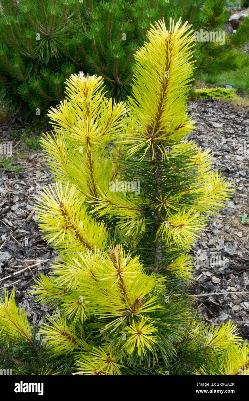 Pinus contorta var. Latifolia «Taylor’s Sunburst» Foto Stock