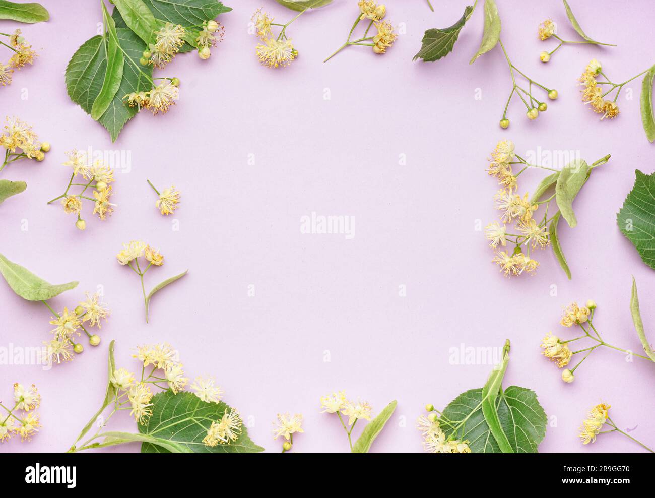 Cornice realizzata con freschi fiori di lino su sfondo lilla Foto Stock