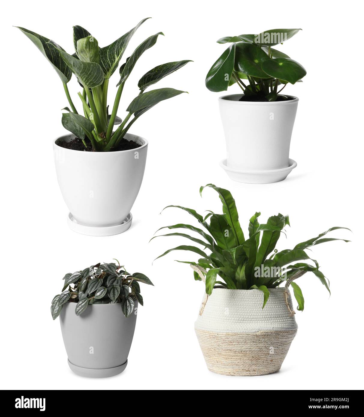 Collage con diverse piante in vaso su sfondo bianco. Arredamento della casa Foto Stock