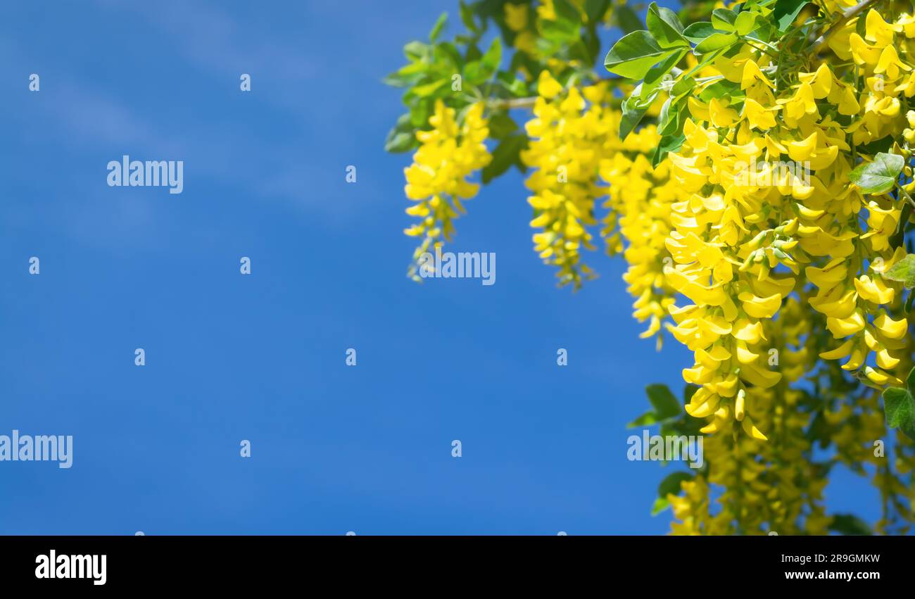 Sfondo con cielo blu e glicine giallo in formato orizzontale Foto Stock