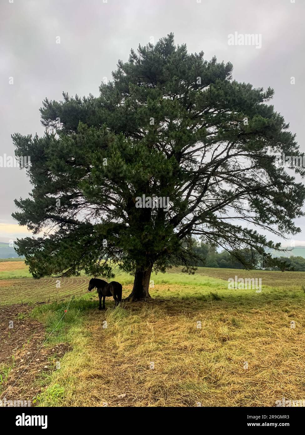 Un cavallo in piedi accanto a un albero al tramonto Foto Stock