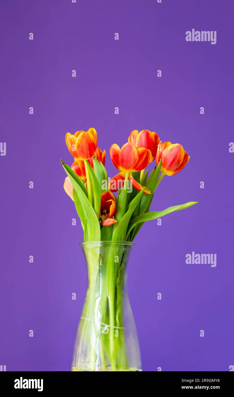 Bellissimi tulipani arancioni in vaso di vetro su sfondo viola. Vaso di vetro con un bouquet di tulipani arancioni su sfondo viola Foto Stock