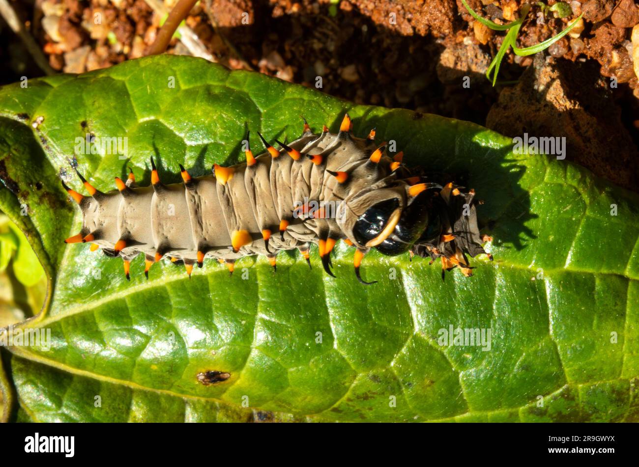 Cairns Birdwing Butterfly, Ornithoptera euphorion caterpillar con pelle colata. Foto Stock