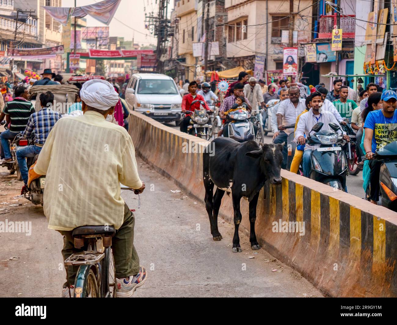 Varanasi, India - 11 novembre 2015. Una giovane mucca si trova nel mezzo di una strada urbana, circondata dal traffico intenso. Foto Stock