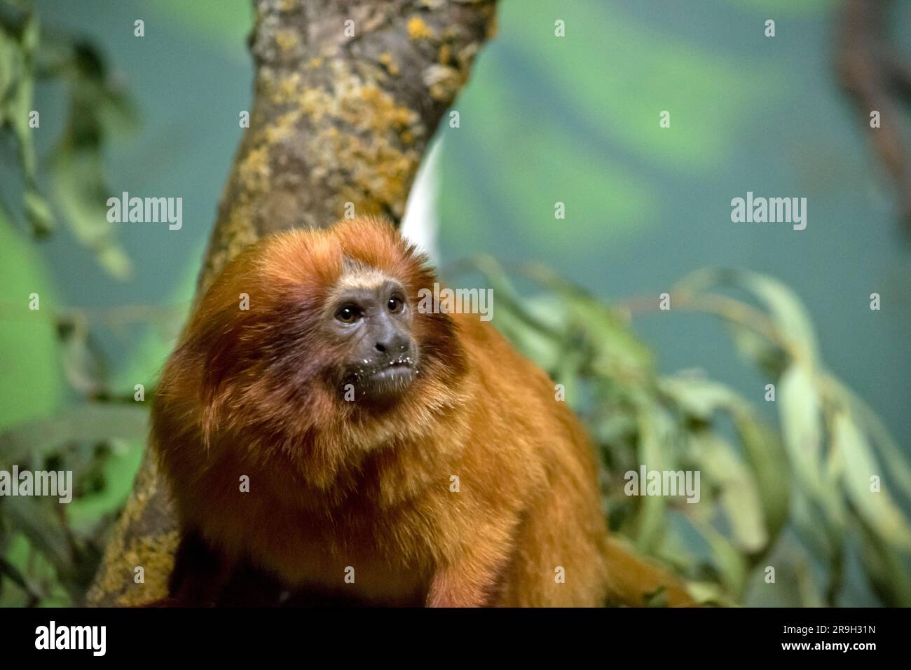 la tamarina dorata è un arancio dorato con una faccia nera Foto Stock