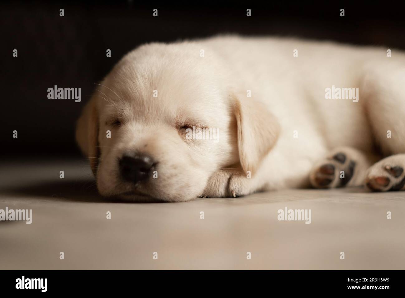 cucciolo bianco labrador che dorme sul pavimento in legno Foto Stock cucciolo bianco labrador che dorme sul pavimento in legno Foto Stock