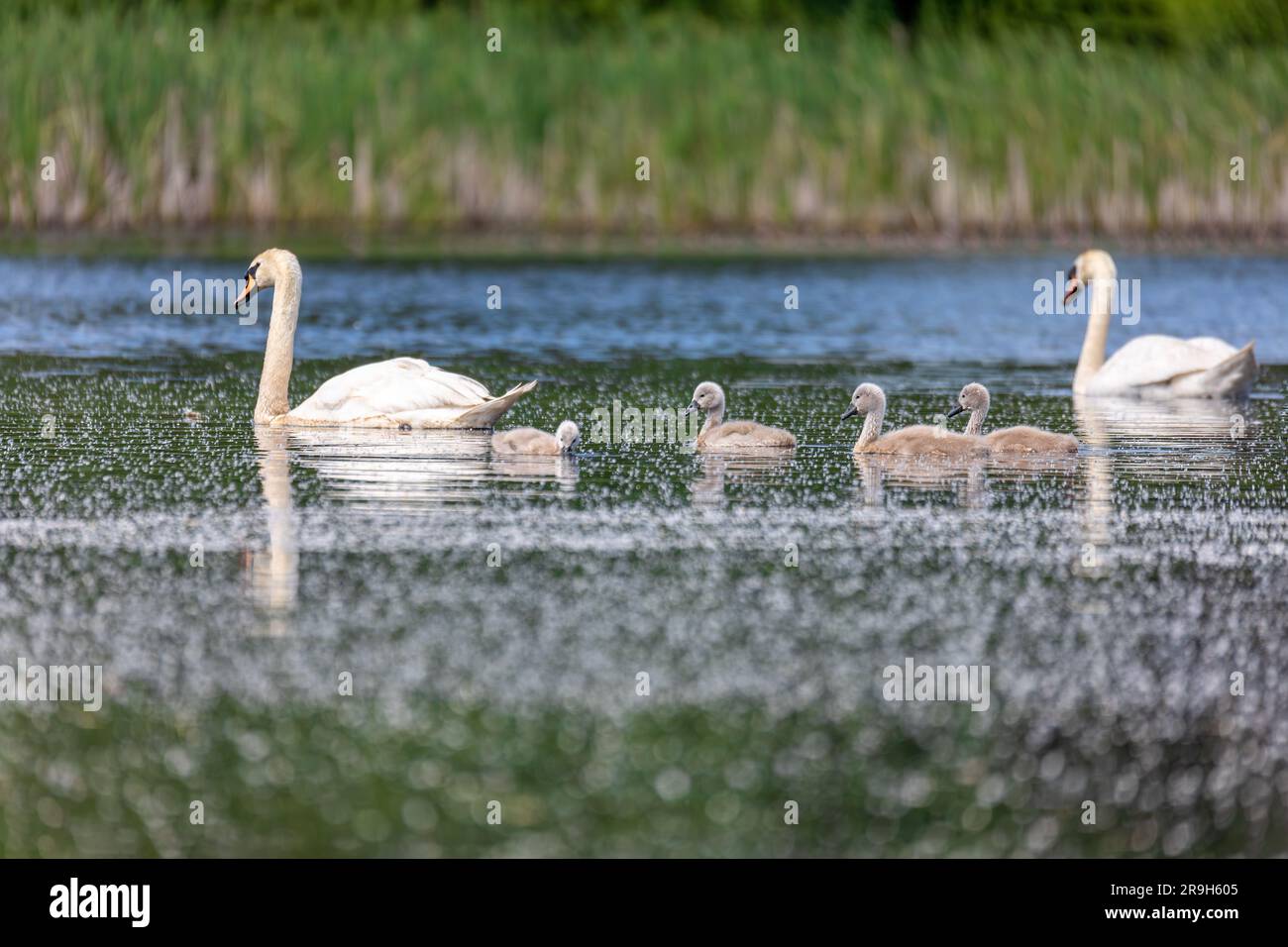 Wild Bird MUTE Swan (Cygnus olor) nuotare in primavera su stagno con riflessione, Repubblica Ceca fauna selvatica Europa Foto Stock