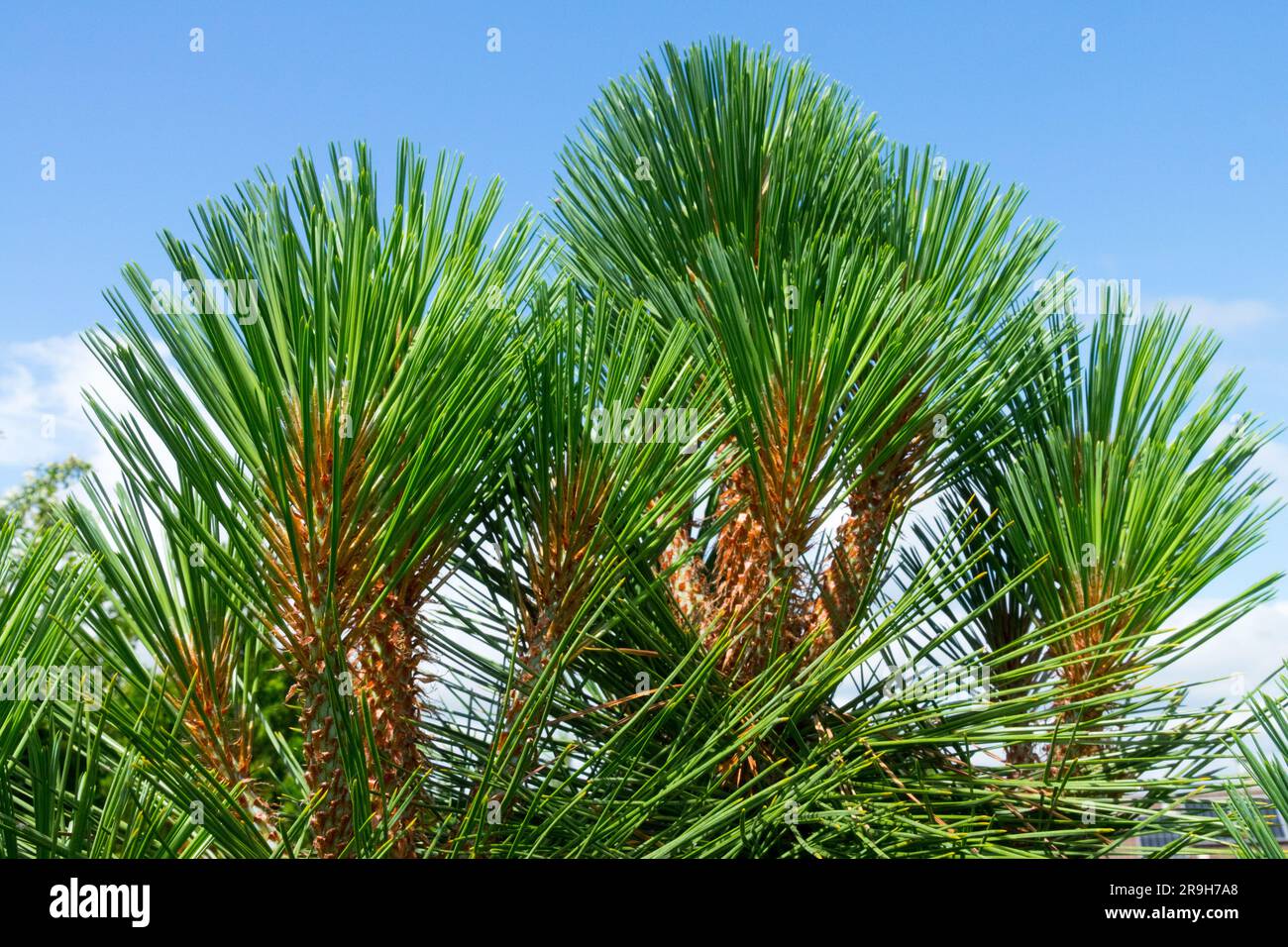 Pinus jeffreyi, Needles, Pino de Jeffrey, Pinus jeffreyi "Joppi" Foto Stock