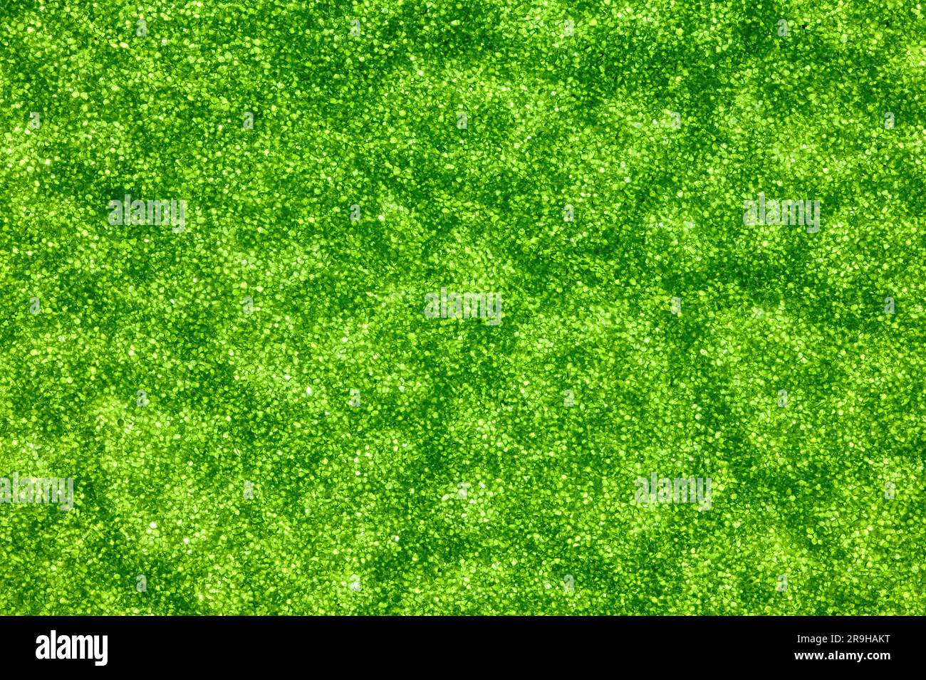 Nano strutture sulla superficie della foglia. Vista ravvicinata della foglia verde. Mondo microscopico. Sovrapposizione della messa a fuoco macro Foto Stock