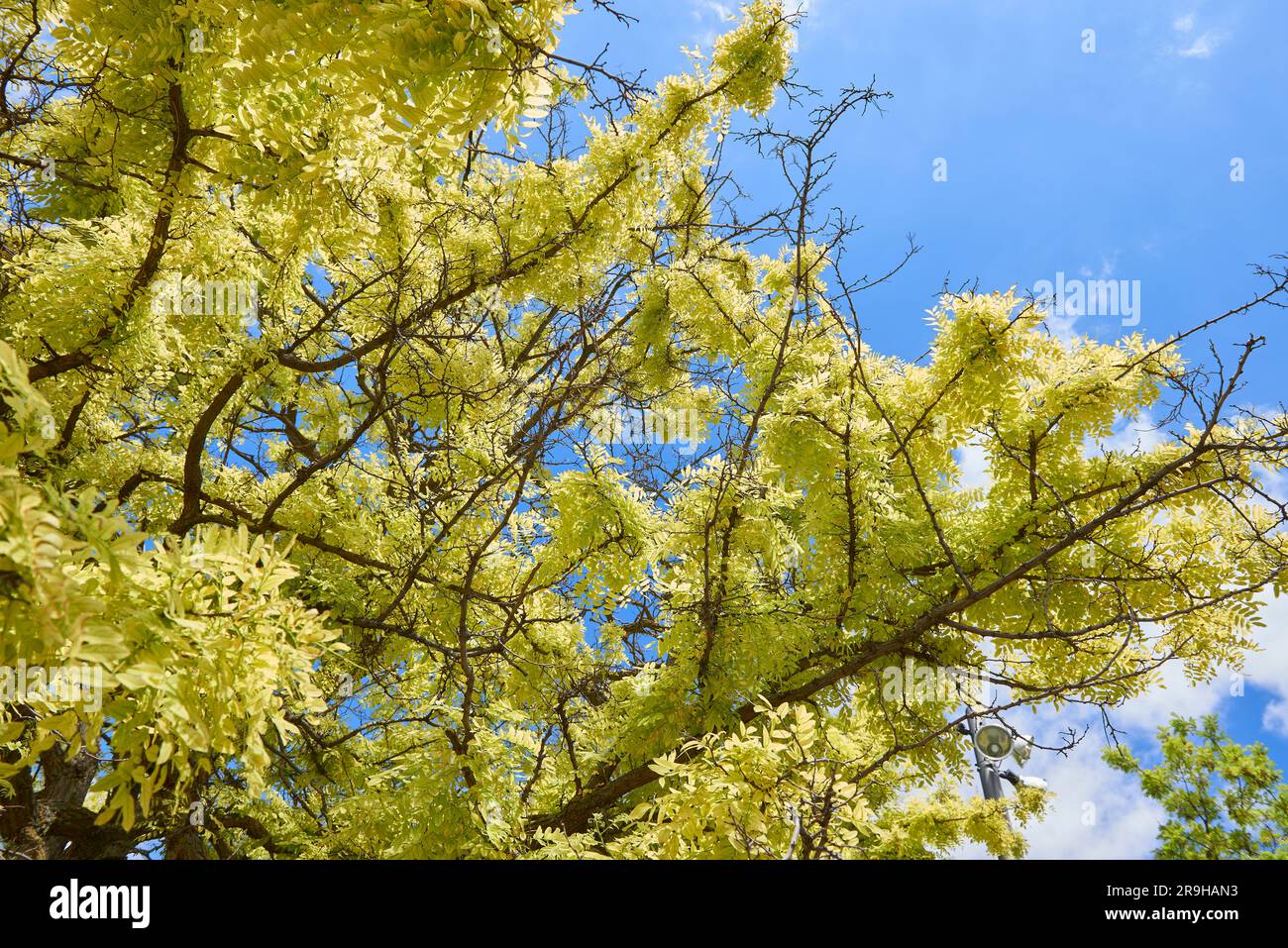 L'albero verde lascia sopra il cielo blu Foto Stock