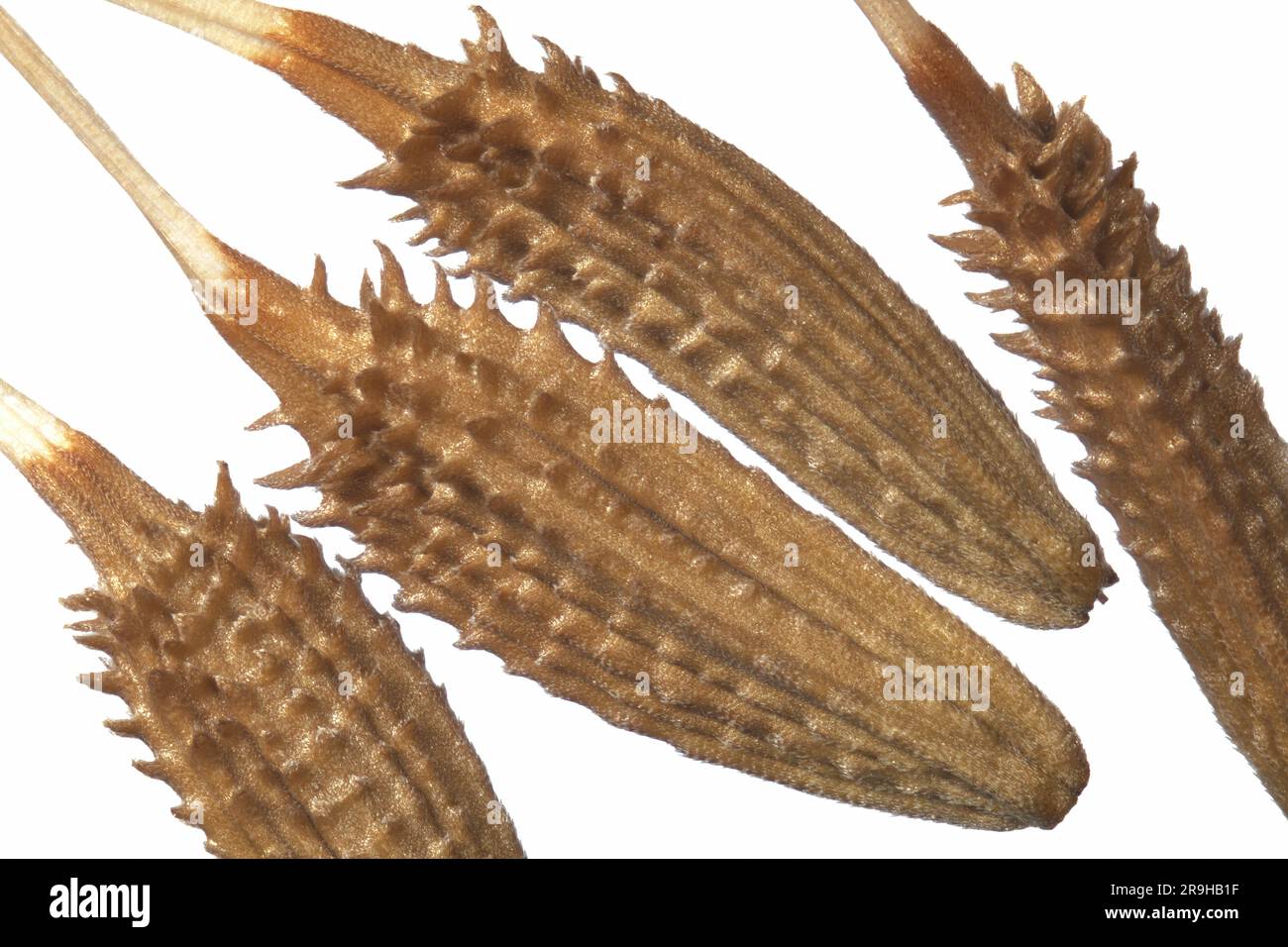 Ravvicinare i semi di candelione (Taxaracum officinale). Sovrapposizione della messa a fuoco macro Foto Stock