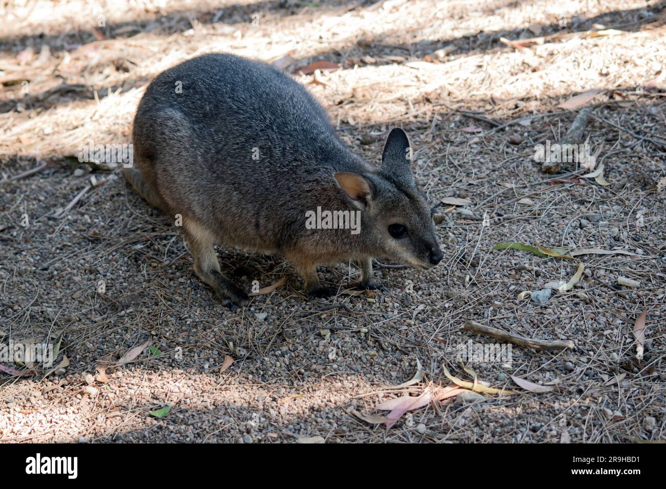il wallaby tammar è un simpatico wallaby grigio Foto Stock