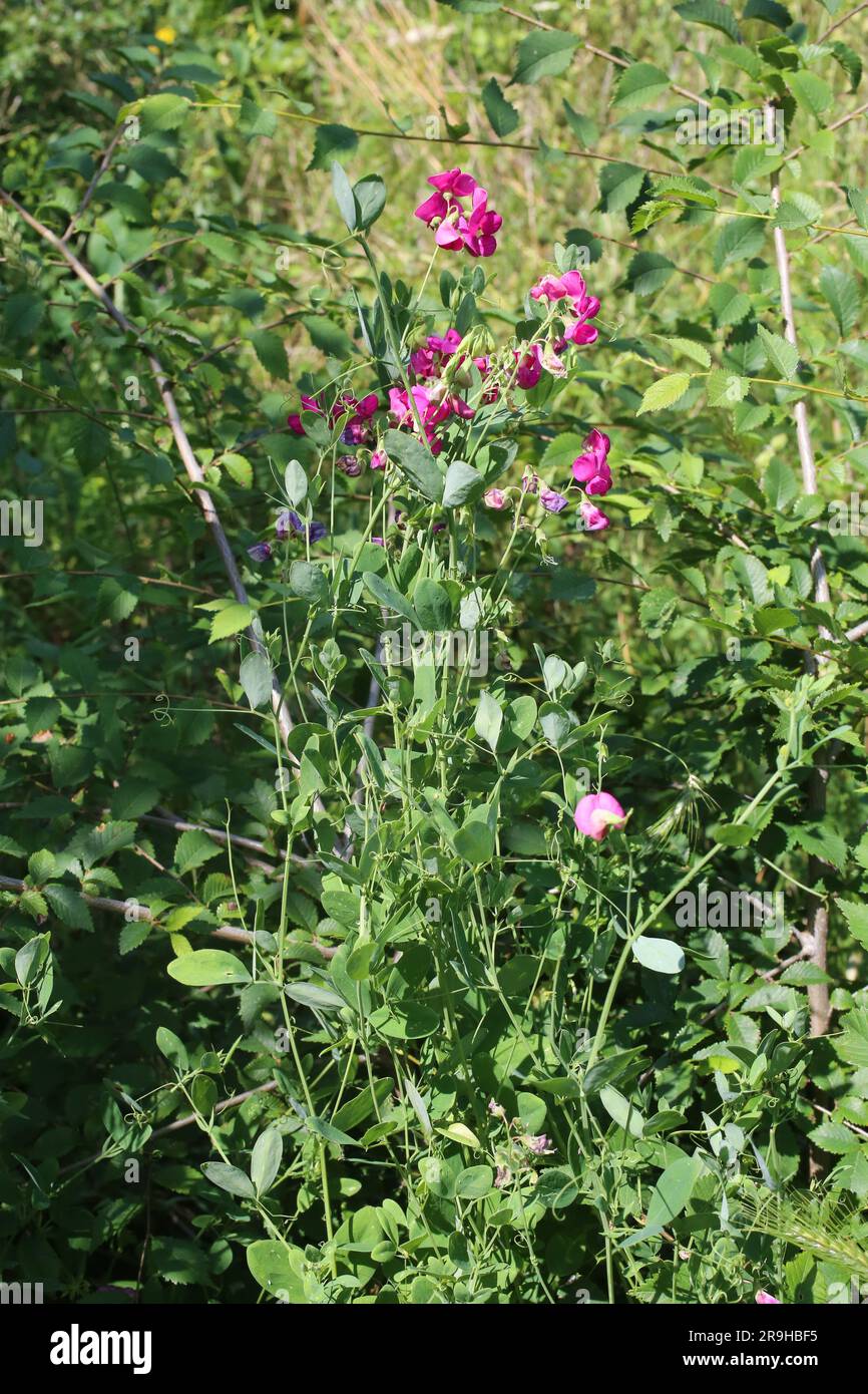 Lathyrus tuberosus, Fabaceae. Pianta selvatica sparata in estate. Foto Stock