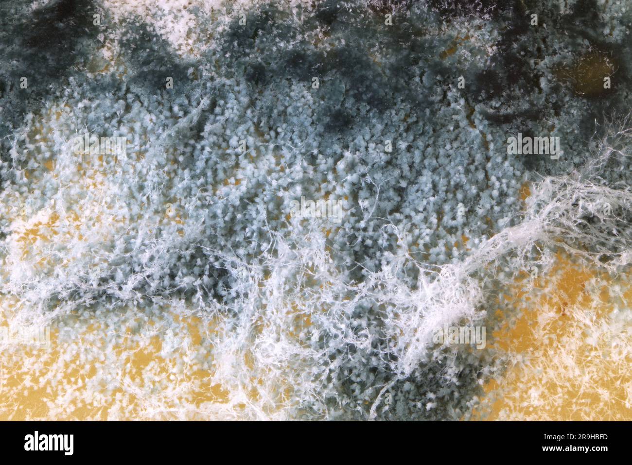 Vista microscopica della muffa sul formaggio, del formaggio duro con muffa bianca e nera su di esso. Fungo ammuffito sul cibo Foto Stock