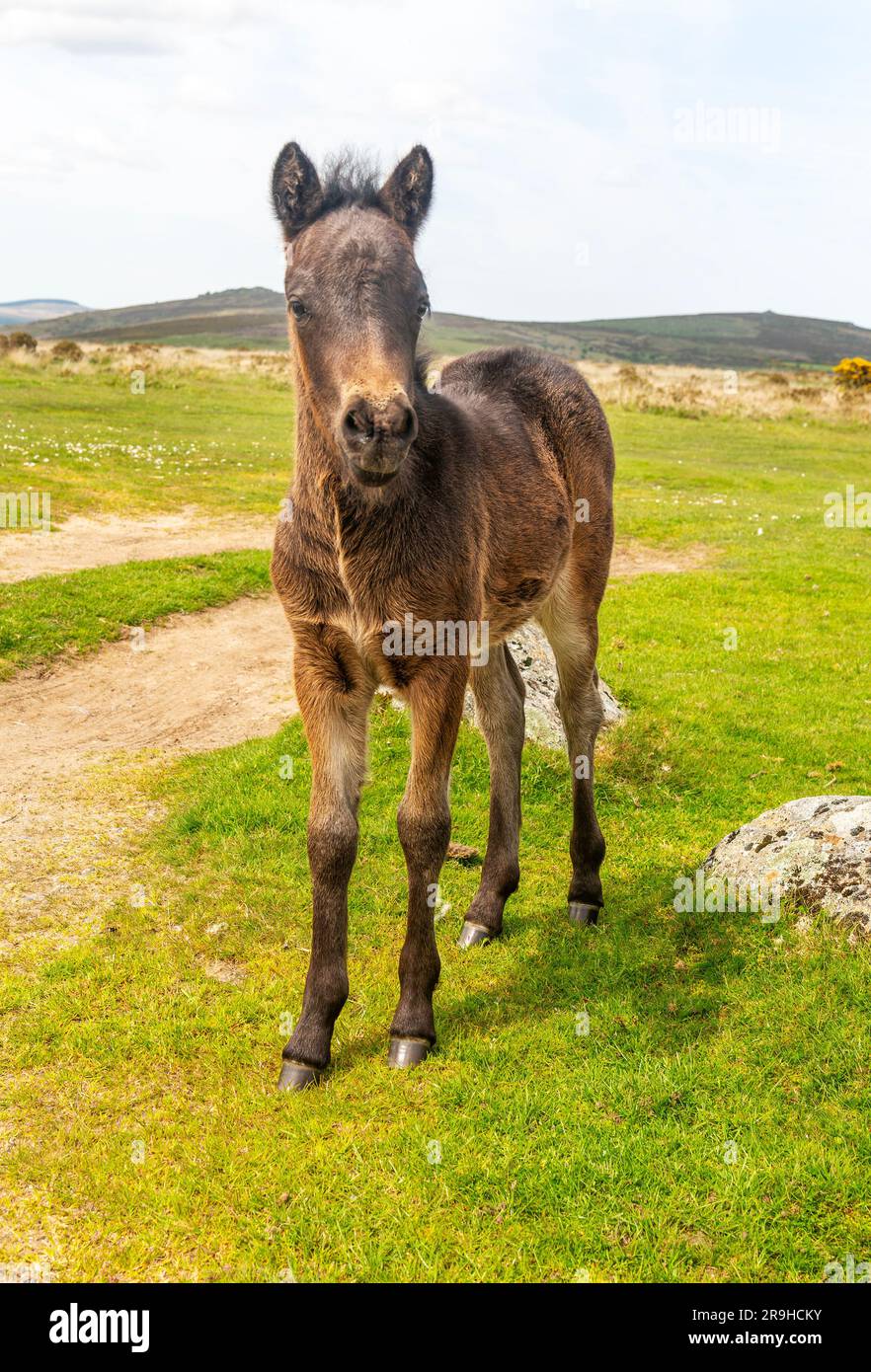 Dartmoor pony foal, parco nazionale di Dartmoor, vicino a Combestone Tor, Devon, Inghilterra, REGNO UNITO Foto Stock