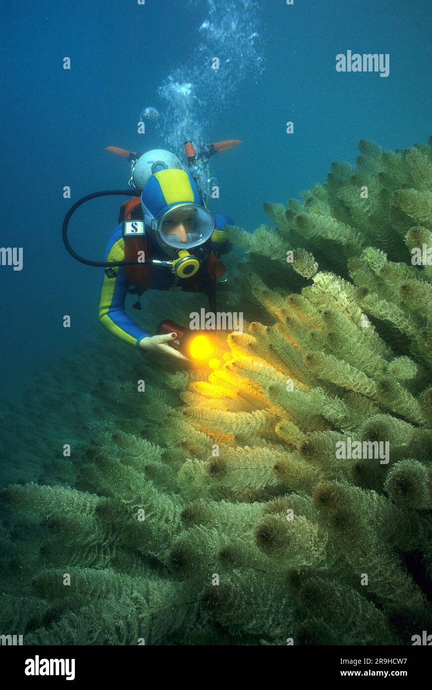 Immersioni subacquee presso Common Mares Tail (Hippuris vulgaris), Baden-Wuerttemberg, Germania, Europa Foto Stock