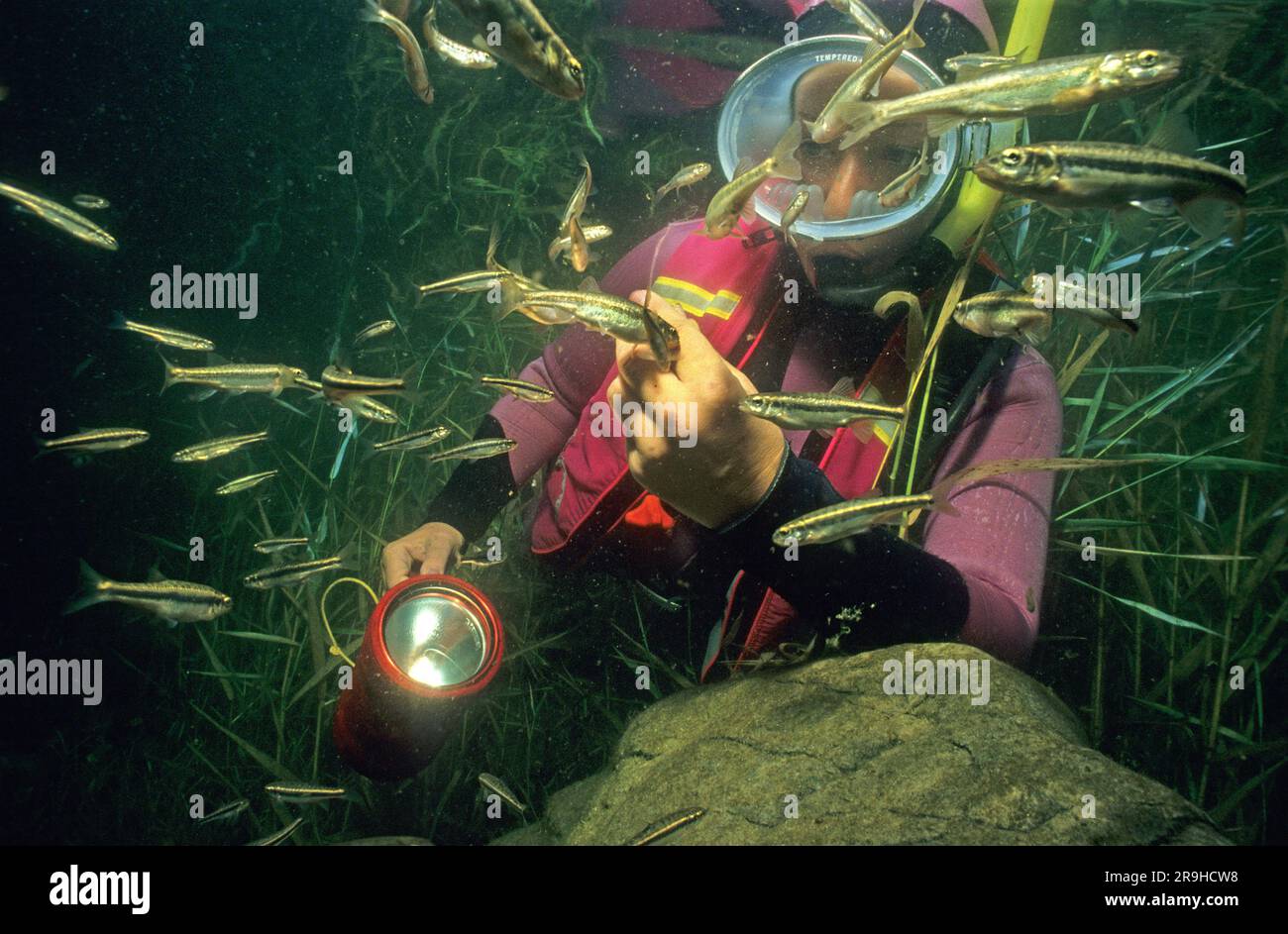 I subacquei nutrono le zampe (Phoxinus phoxinus), il lago Gosau, il Salzkammergut, Austria Foto Stock