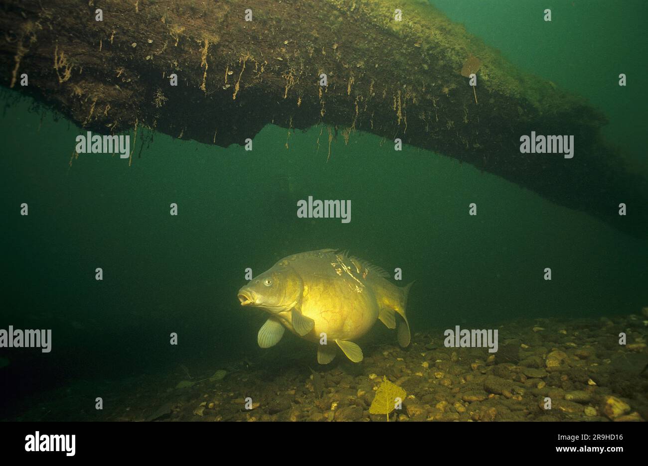 Carpa europea (Cyprinus carpio), Baden-Wuerttemberg, Deutschland, Europe Foto Stock