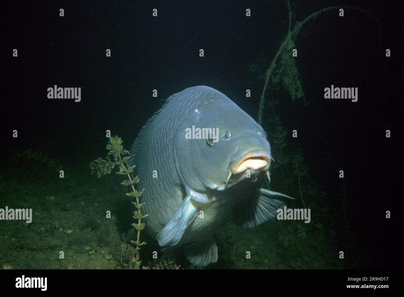 Carpa europea (Cyprinus carpio), Baden-Wuerttemberg, Deutschland, Europe Foto Stock
