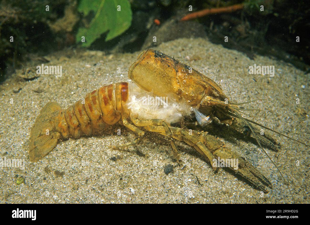 Scafo vuoto di un gambero fluviale (Orconectes limosus), muta, Baden-Wuerttemberg, Germania, Europa Foto Stock